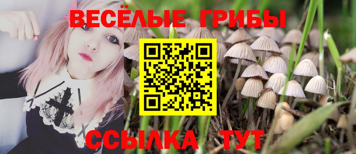 Псилоцибиновые грибы Psilocybe  Химки  как найти наркотики  Галлюциногенные грибы мухоморы 